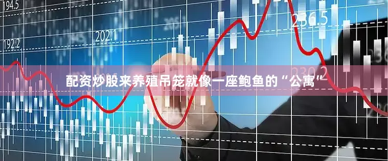 配资炒股来养殖吊笼就像一座鲍鱼的“公寓”